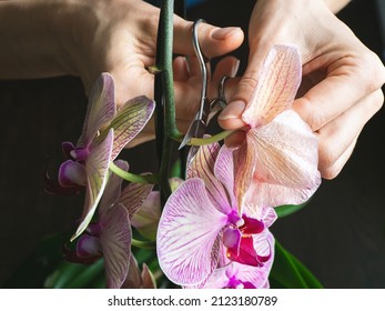 Pruning damaged orchid flowers with scissors. Home gardening, orchid breeding. Dry deep purple flower. Insects, pests of indoor plants, death of orchids, close up. - Shutterstock ID 2123180789