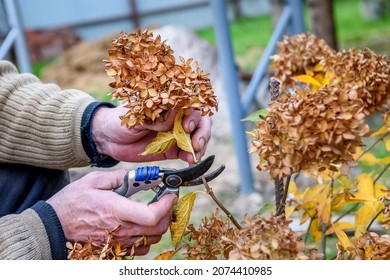 Pruning of dried flowers in the autumn garden. A gardener cuts a perennial hydrangea bush in his garden during the autumn season - Shutterstock ID 2074410985