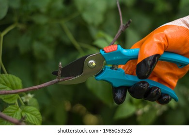 Pruning Dry Branches On A Tree