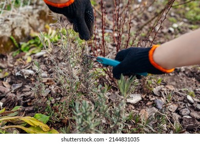 Pruning Dry Lavender Tips After Winter In Spring Garden Using Secateur. Gardener Taking Care Of Plants Outdoor Cutting Bush With Shears