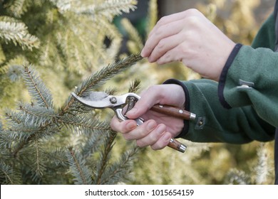 Pruning during sunny winter day, close up view on hands and pruning shear - Powered by Shutterstock