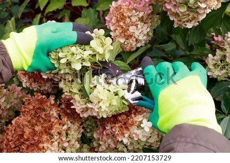 Pruning faded hydrangea inflorescences in the garden. Gardener in gloves pruning hydrangea before winter, autumn gardening concept.