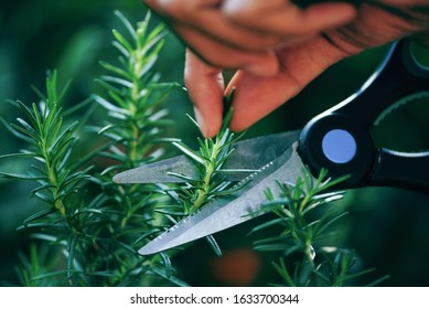 Pruning fresh rosemary herbs nature green background / Cut rosemary plant growing in the garden for extracts essential oil - Powered by Shutterstock