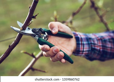 Pruning Fruit Tree