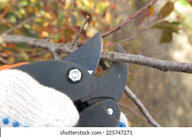 Pruning Fruit Trees In Autumn - Pruning Fruit Trees : Summer fruit tree pruning can be carried out before or after harvest.