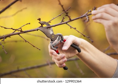 Pruning An Fruit Tree - Cutting Branches At Spring