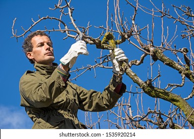 Pruning Fruit Tree With A Pruning Shears