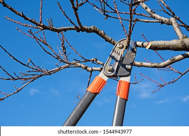 Pruning Fruit Tree With Pruning Shears