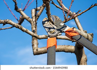 Pruning Fruit Tree With Pruning Shears