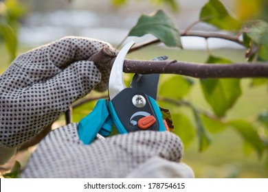 Pruning Fruit Trees By Pruning Shears