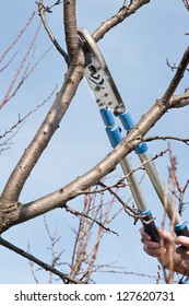 Pruning Fruit Trees With Secateurs