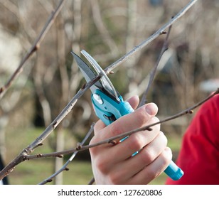 Pruning Fruit Trees With Secateurs