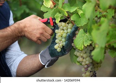 Pruning grapes