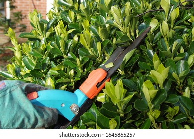 Japanese Spindle Tree High Res Stock Images Shutterstock