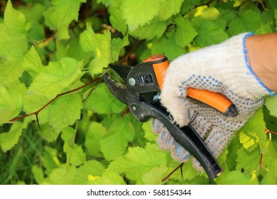 Pruning Of A Hawthorn Shrub Hedge With Garden Secateurs In The Summer Garden