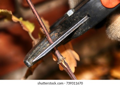 Pruning Hybrid Cultivar Jackman's Clematis (Clematis X Jackmanii) Of Group 3 In The Autumn Garden