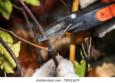 Pruning Hybrid Cultivar Jackman's Clematis (Clematis X Jackmanii) Of Group 3 In The Autumn Garden