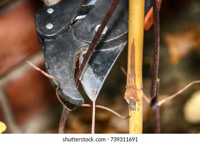 Pruning Hybrid Cultivar Jackman's Clematis (Clematis X Jackmanii) Of Group 3 In The Autumn Garden