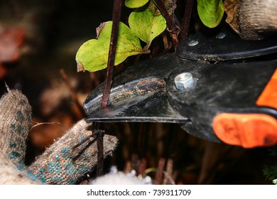 Pruning Hybrid Cultivar Jackman's Clematis (Clematis X Jackmanii) Of Group 3 In The Autumn Garden