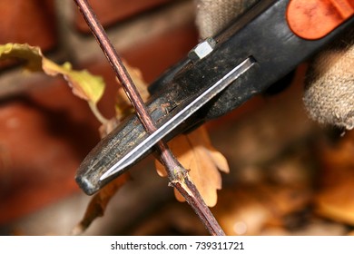 Pruning Hybrid Cultivar Jackman's Clematis (Clematis X Jackmanii) Of Group 3 In The Autumn Garden