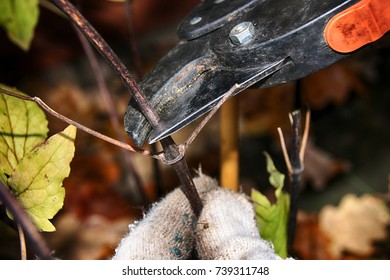 Pruning Hybrid Cultivar Jackman's Clematis (Clematis X Jackmanii) Of Group 3 In The Autumn Garden