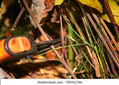 Pruning Hybrid Cultivar Jackman's Clematis (Clematis X Jackmanii) Of Group 3 In The Autumn Garden