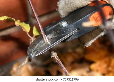 Pruning Hybrid Cultivar Jackman's Clematis (Clematis X Jackmanii) Of Group 3 In The Autumn Garden