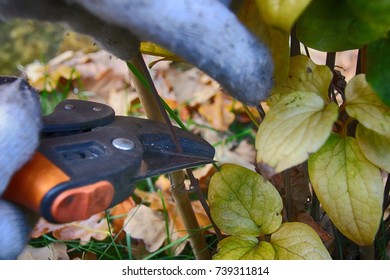 Pruning Hybrid Cultivar Jackman's Clematis (Clematis X Jackmanii) Of Group 3 In The Autumn Garden