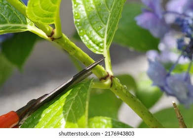 Pruning Hydrangea In The Garden