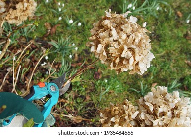 Pruning a hydrangea shrub with withered flowers with a secateurs in a Dutch garden. Faded grass and snowdrops in the background. Netherlands, Late winter, spring. March                               