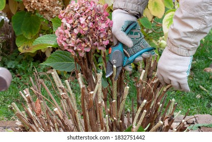 Pruning Hydrangea Stems Before Laying Winter Frost Insulation