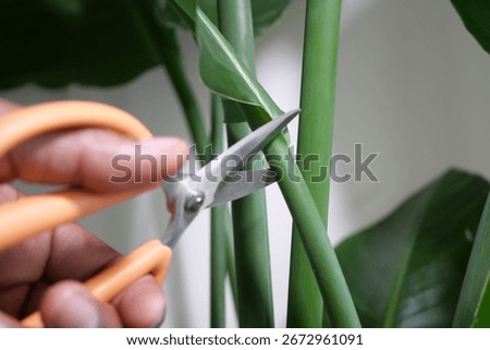 Pruning indoor plants with scissors in a bright room