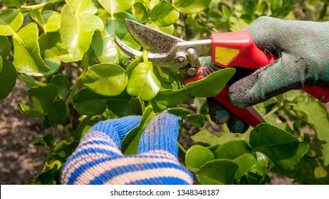 Pruning  Kaffir Lime Tree, Citrus Hystrix, Makrut Lime Or Mauritius Papeda, Gardeners Are Pruning And Harvesting Products, The Leaves Are Highly Aromatic And Suitable For Asian Cuisines, Thailand.