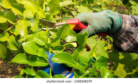 Pruning  Kaffir Lime Tree, Citrus Hystrix, Makrut Lime Or Mauritius Papeda, Gardeners Are Pruning And Harvesting Products, The Leaves Are Highly Aromatic And Suitable For Asian Cuisines, Thailand.