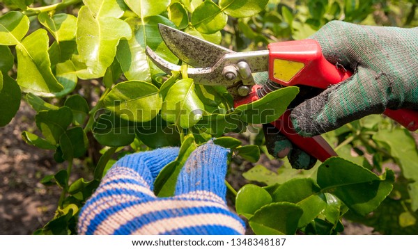 Pruning Kaffir Lime Tree Citrus Hystrix Stock Photo 1348348187 ...