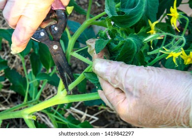 2,695 Tomato pruning Images, Stock Photos & Vectors | Shutterstock