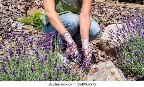 Pruning Lavender Bushes In A Rock Garden. Preparation Of Lavender Flowers For Fragrant Sachets And Potpourri. Woman Gardener Cuts Flowers On A Lavender Bush. Caring For French Lavender Plants.