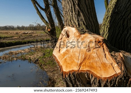 Pruning makes trees stronger because it fosters proper growth, weight distribution, and balance of the crown in the Biesbosch.