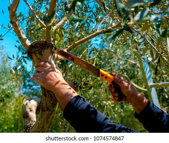 Pruning An Olive Tree With Pruning Hand Saws