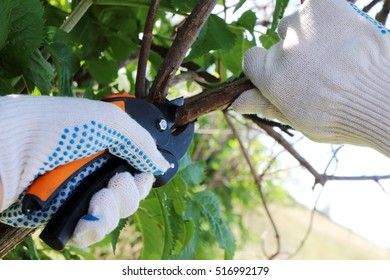 Pruning Ornamental Shrub Branch With Garden Secateurs In The Summer Garden