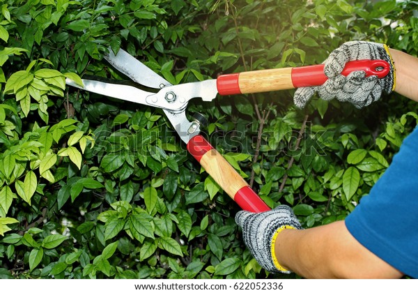 Pruning Ornamental Trees By Scissors Stock Photo 622052336 | Shutterstock