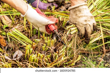 Pruning Perennial Plants For The Winter With A Secateurs. A Woman In Gardening Gloves Works In The Garden.