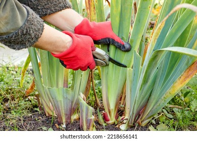 Pruning perennials. Autumn work in the garden. Gloved hands, secateurs, Khosta. High quality photo - Powered by Shutterstock