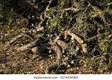 Pruning remains of olive trees piled up on the ground.