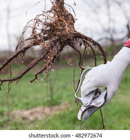 Pruning of root fruit trees before planting into soil, step by step guide