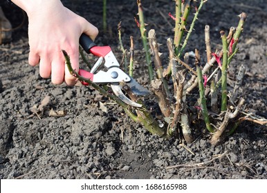 Pruning Rose Bush And Cutting Dead Wood With Bypass Shears To Prevent Disease In Early Spring.