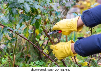 Pruning rose bushes in the fall. Garden work. The pruner in the hands of the gardener. - Shutterstock ID 2044817567