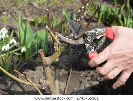 Pruning rose shoots in spring