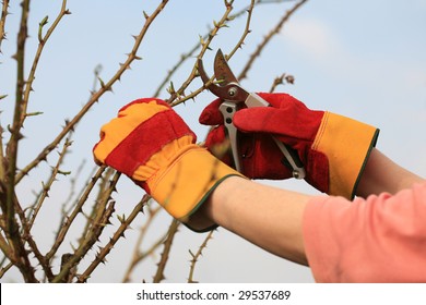 Pruning The Roses.