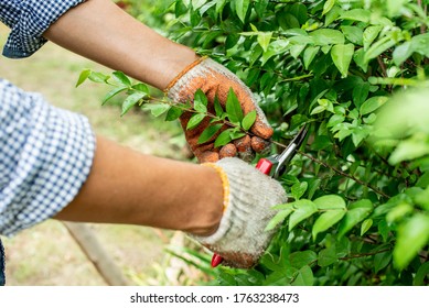 Pruning roses in the garden, gardener's hands with secateurs - Powered by Shutterstock